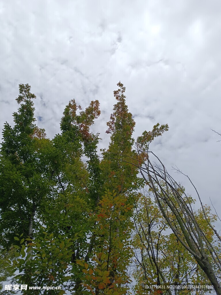 秋日树梢 