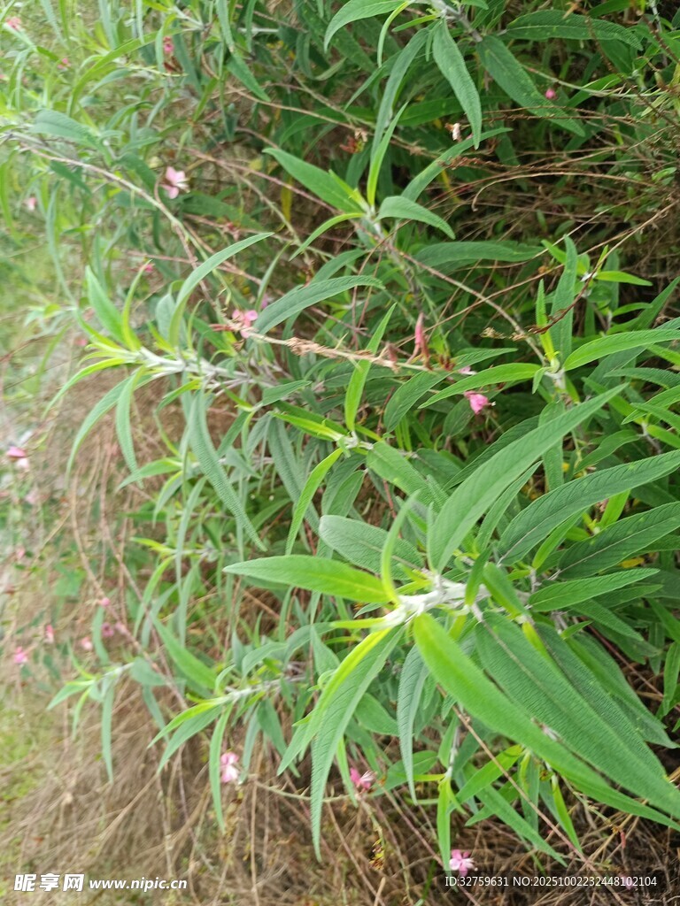 野外生长的绿色植物