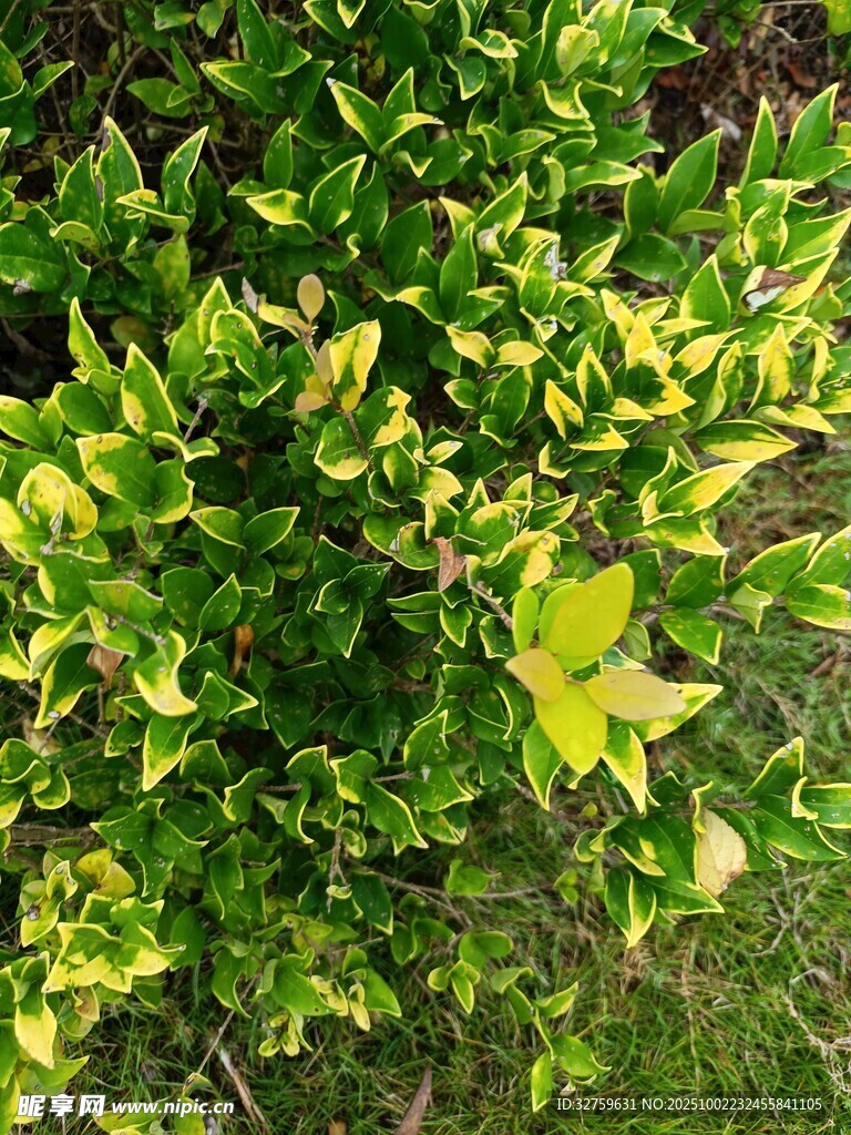 翠绿繁茂的绿植景观
