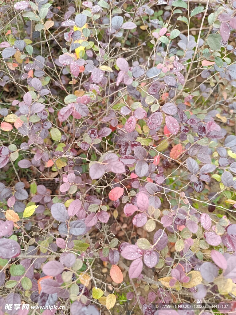 多彩斑斓的植物叶片