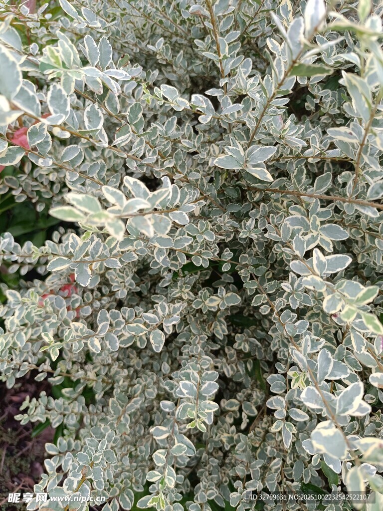 银叶植物特写