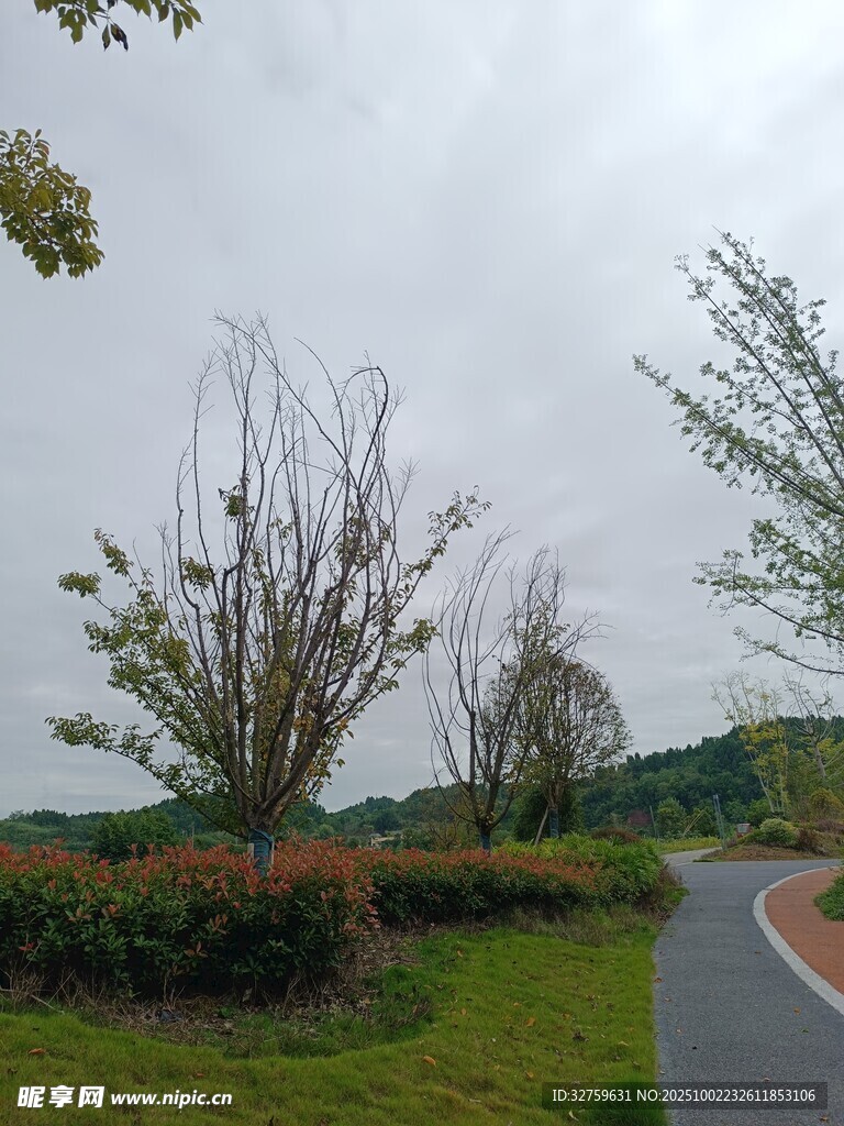 阴天的户外小路与植被景观