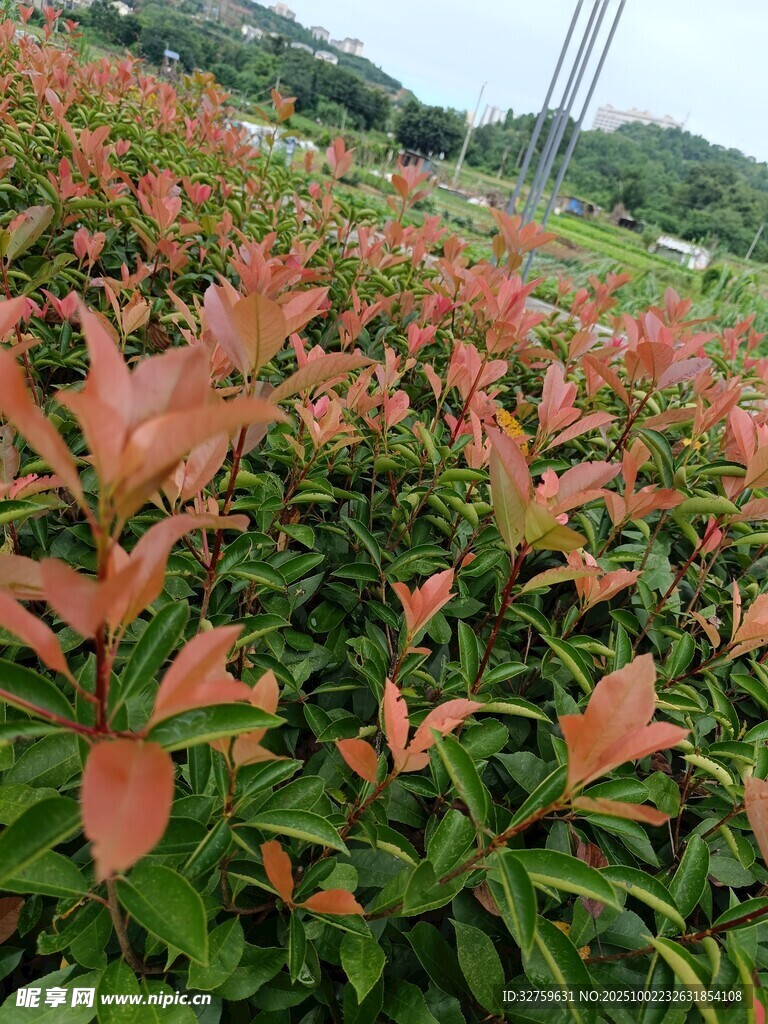 红叶绿植景观