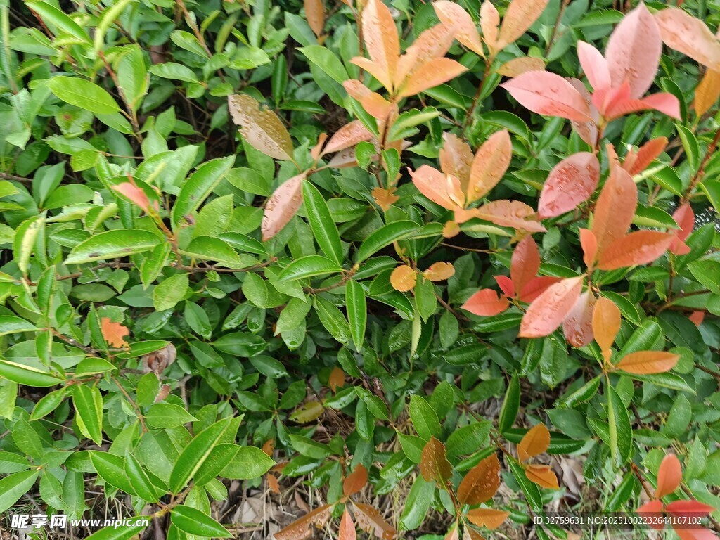 多彩叶片的绿植景观