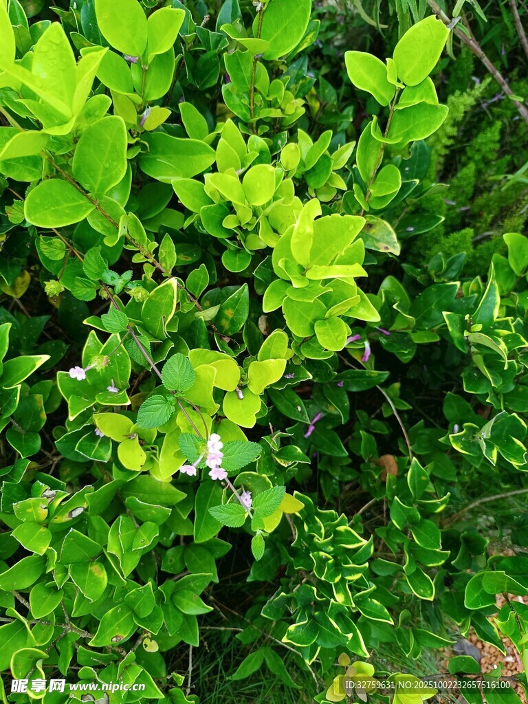 翠绿繁茂的生机植物