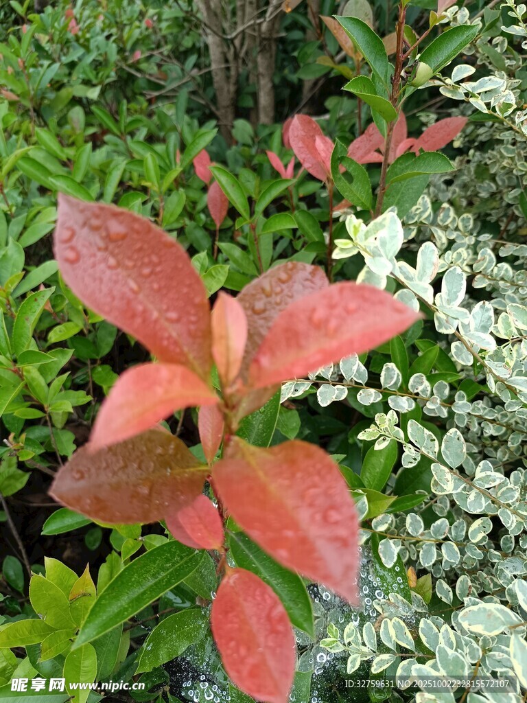 红叶绿植相映成趣