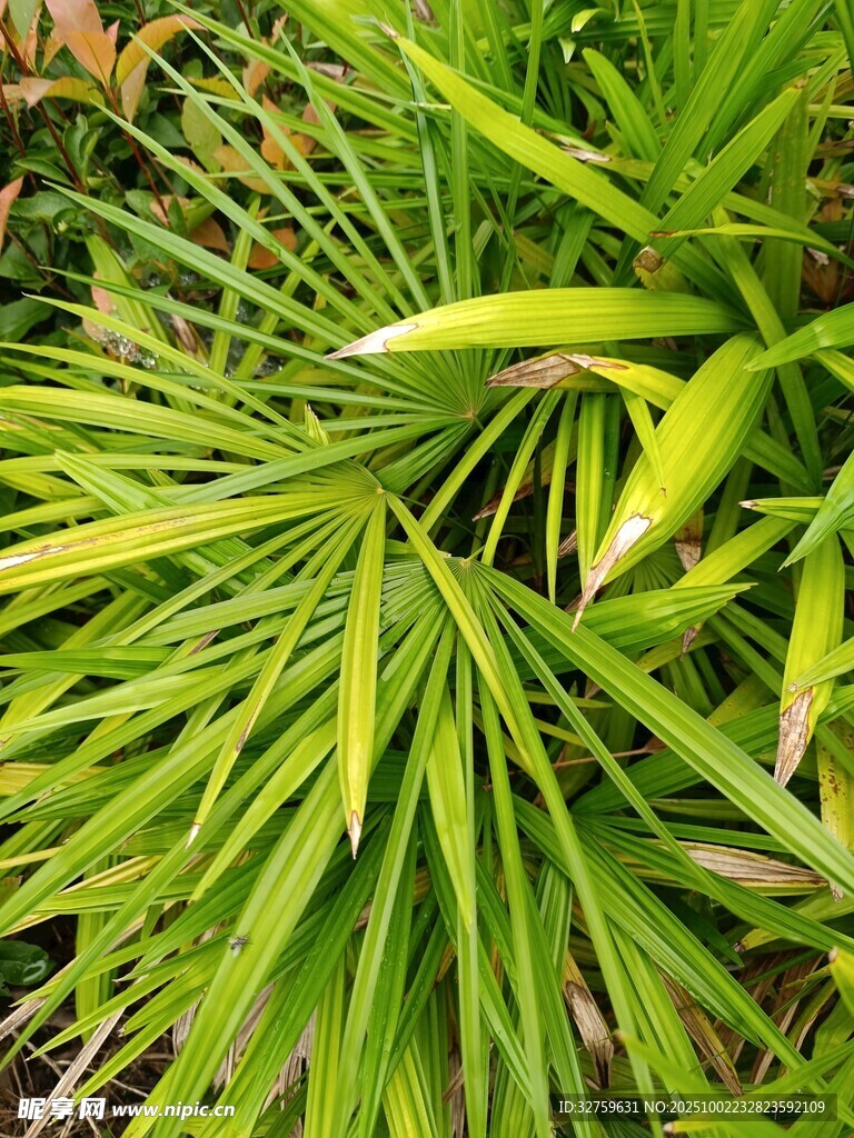 翠绿棕榈叶特写