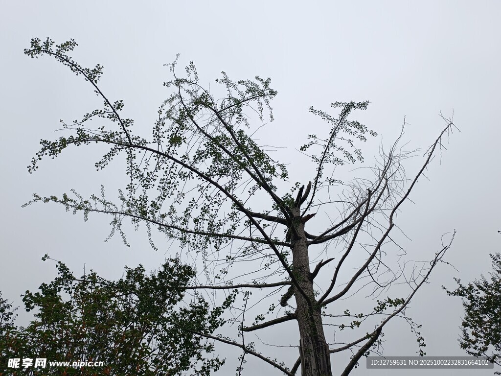 枯树挺立