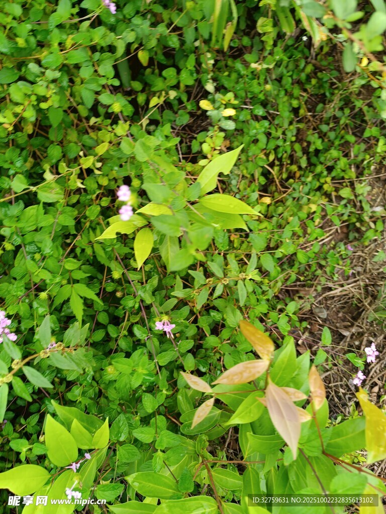 绿意盎然的繁茂植物景观