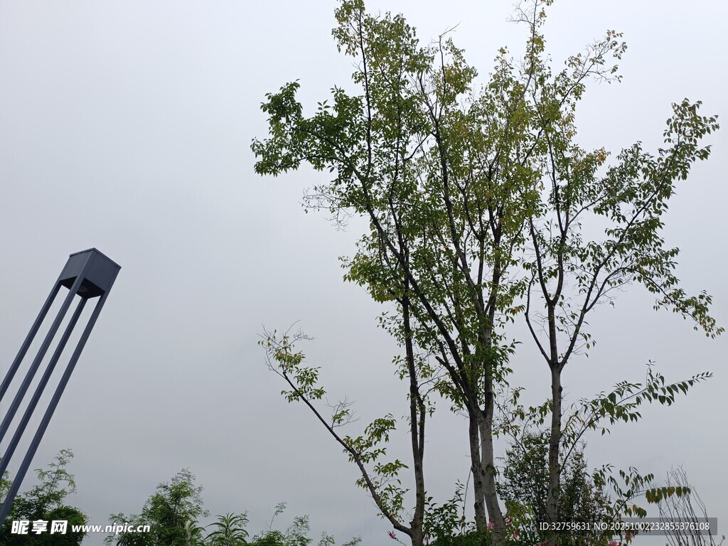 户外绿树与高塔景观