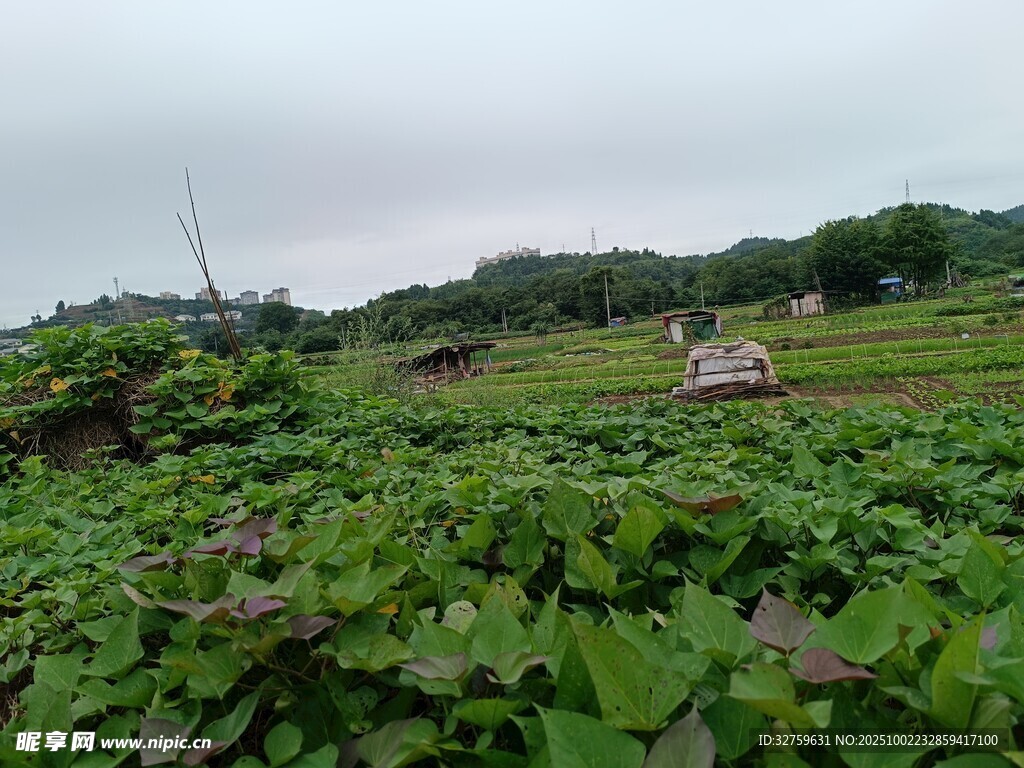 田园绿意中的劳作场景