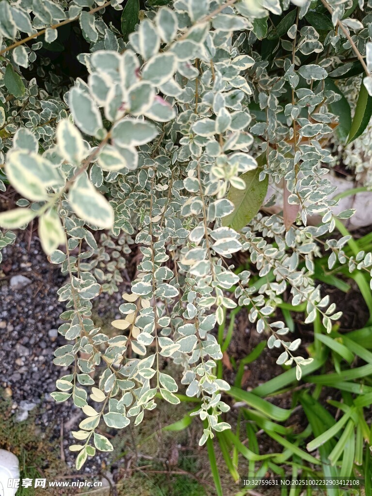 银叶植物特写