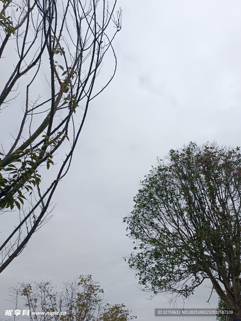 扭曲树枝与茂盛树木