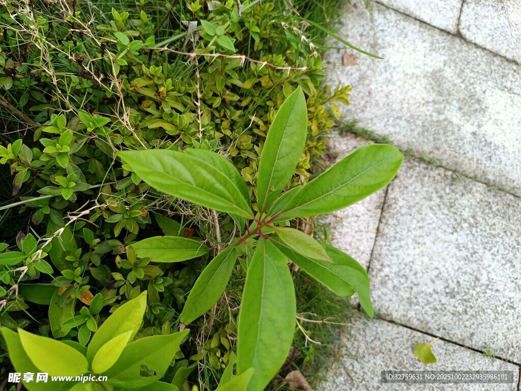 路边绿植特写