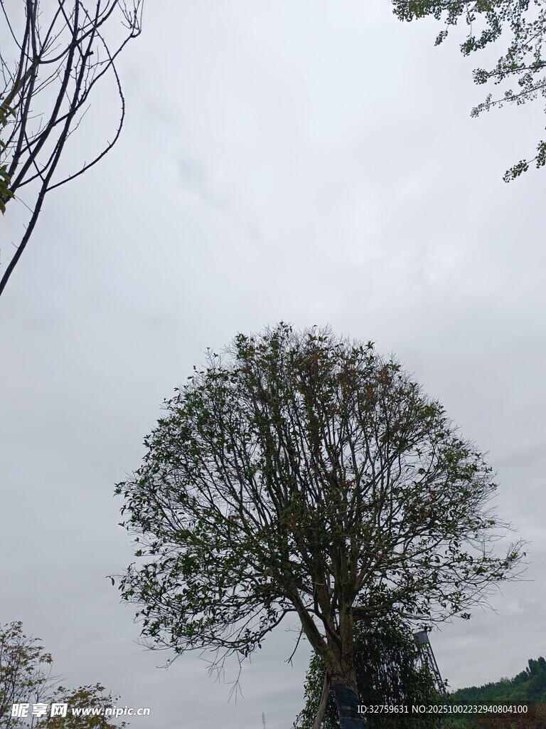 孤树挺立在灰白天空下