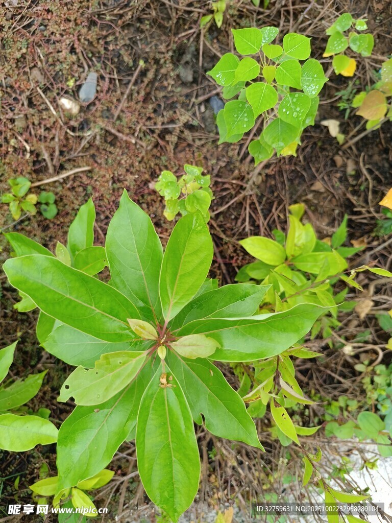 绿叶植物特写