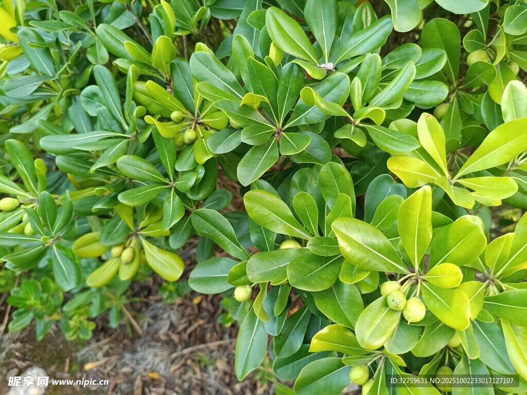 翠绿繁茂的绿叶植物