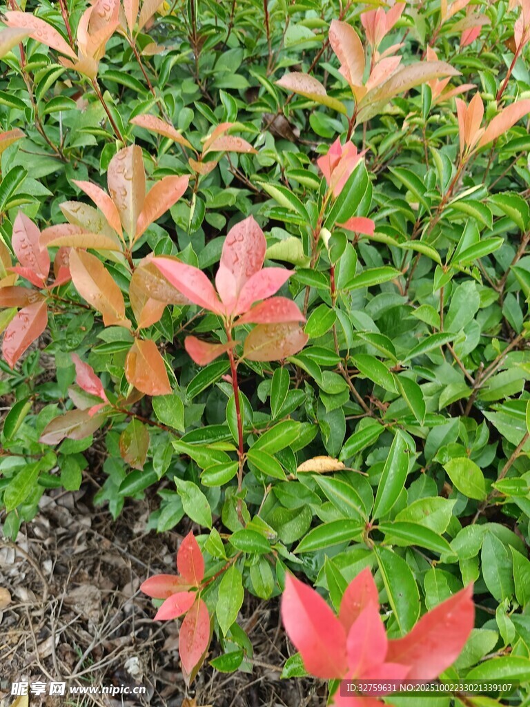 红叶绿植景观