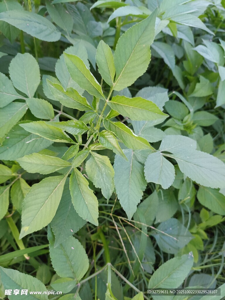 绿叶植物特写