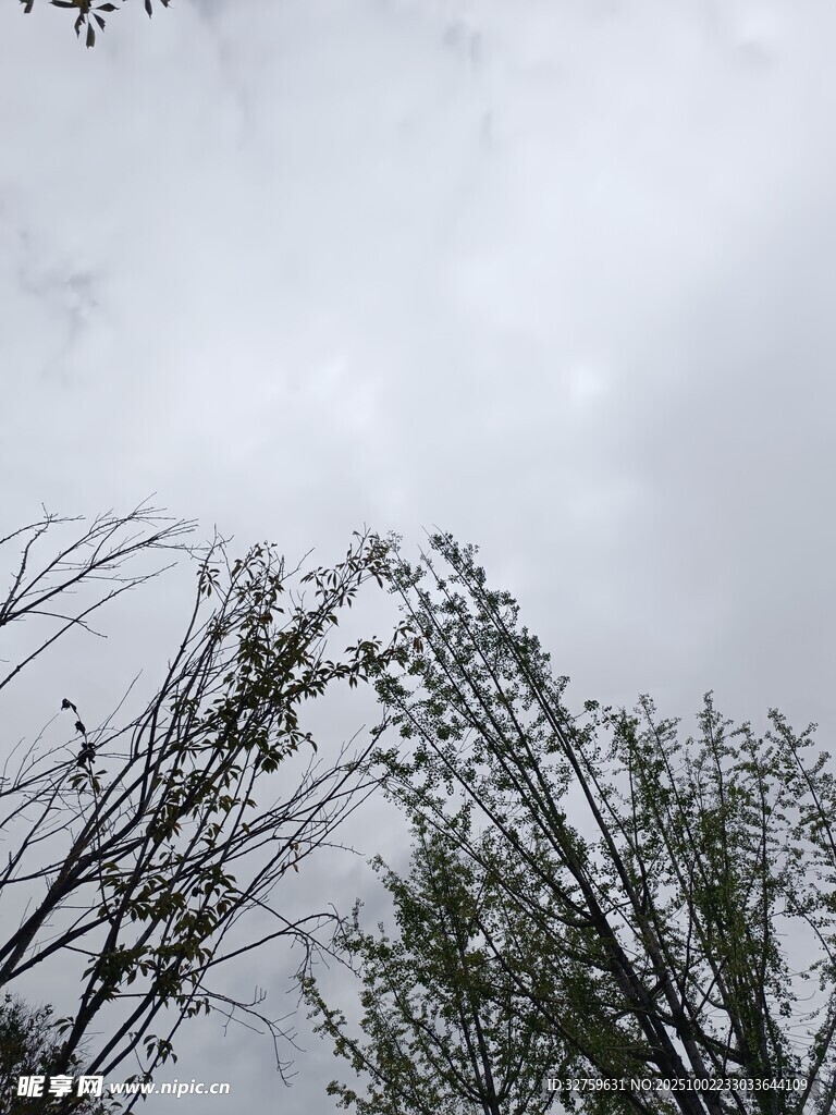 天空下的枯树枝与绿叶