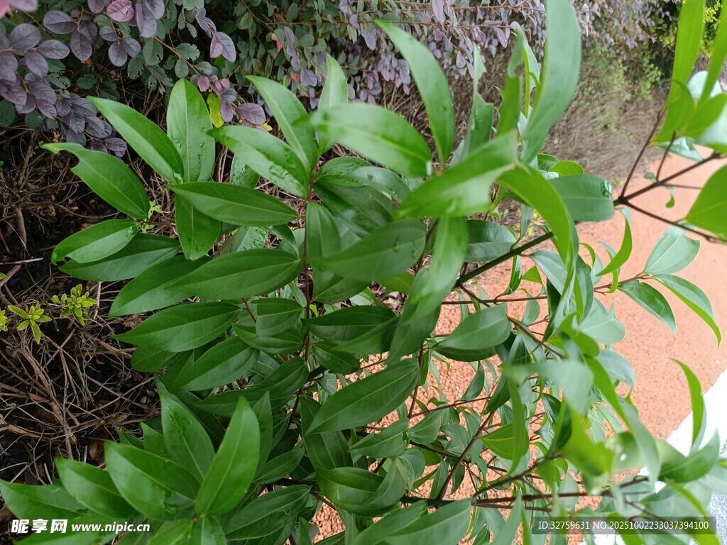 绿叶繁茂的植物枝条