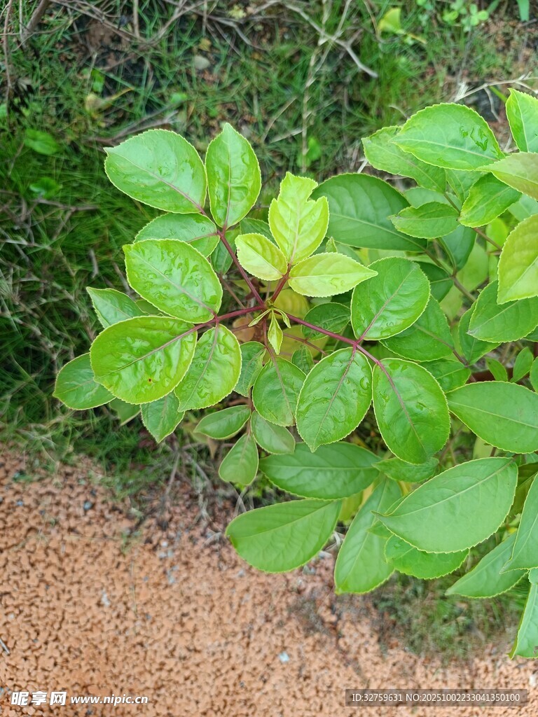绿叶植物特写