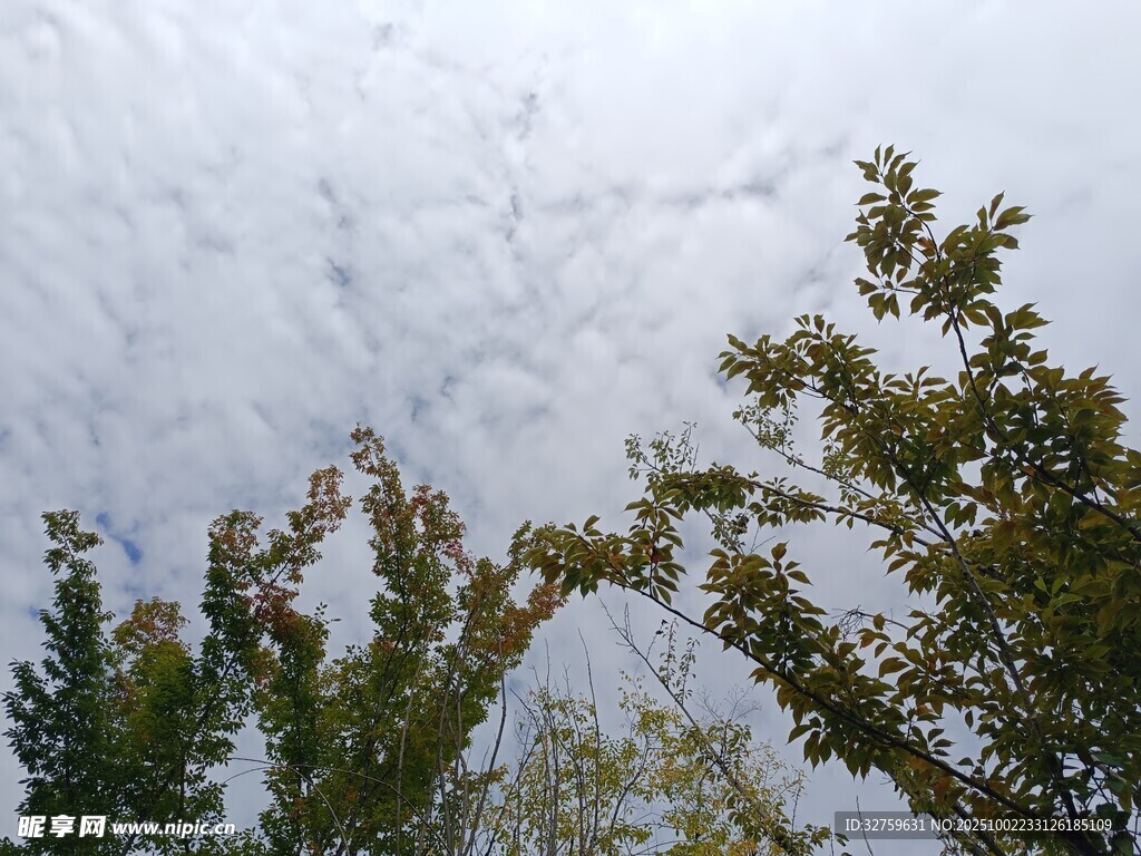 树梢上的多云天空