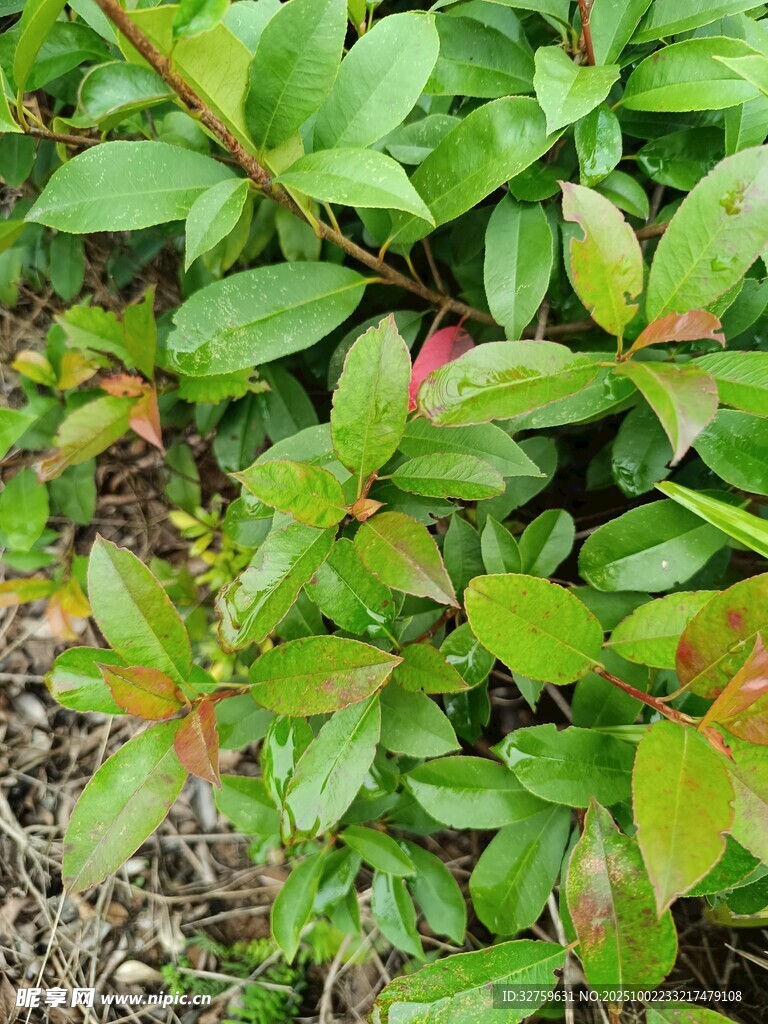 翠绿带红边的繁茂植物