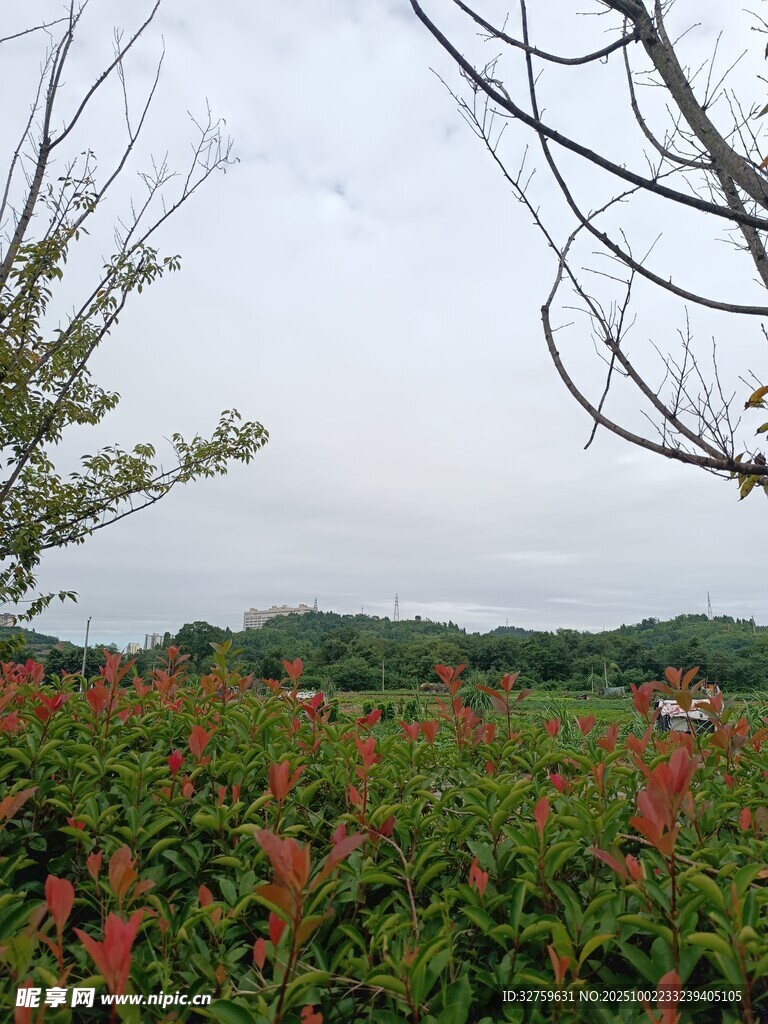 田野间的多彩植物景观