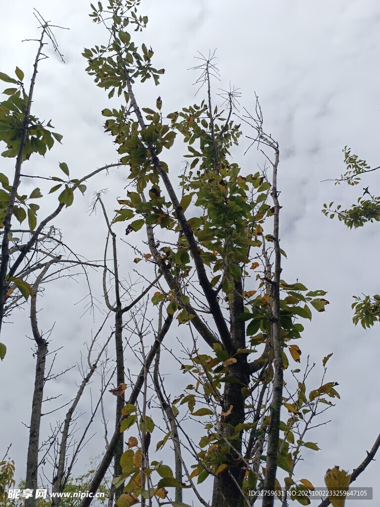 秋日枯树与绿叶景象