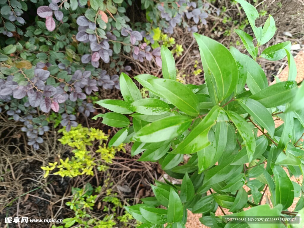 绿叶植物的自然景致