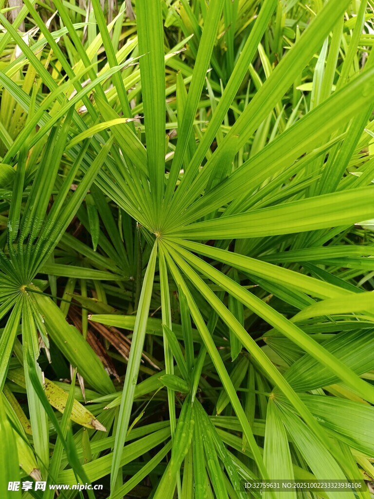 翠绿扇形叶片植物特写