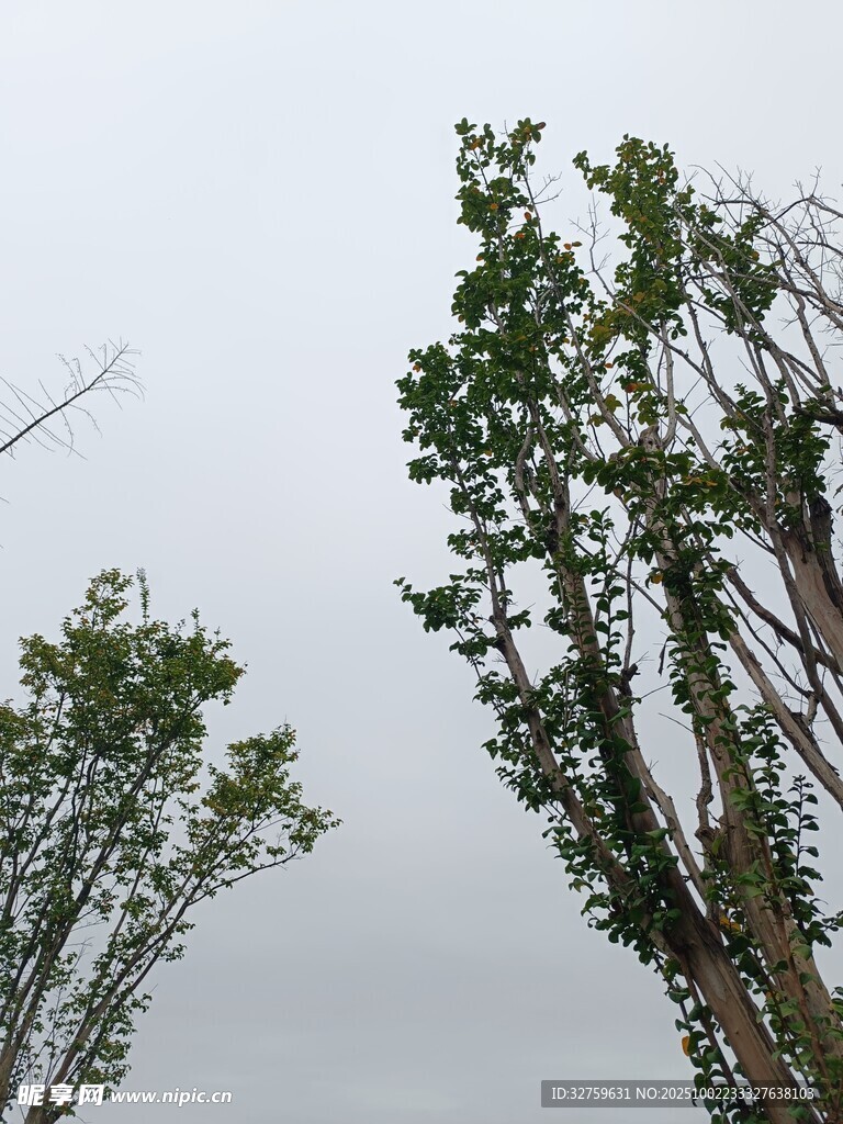 遭破坏的树木
