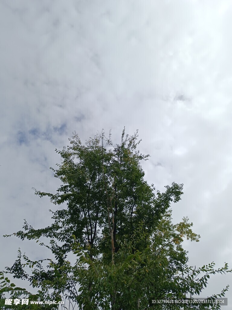 仰观绿树与天际白云
