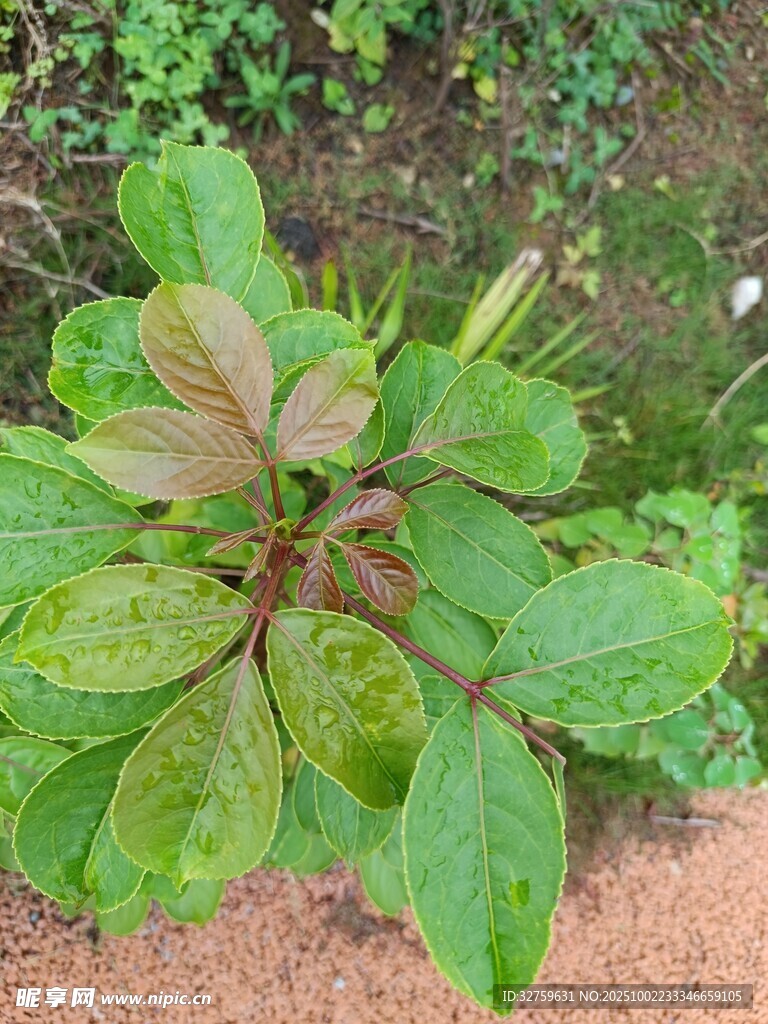 绿叶植物特写