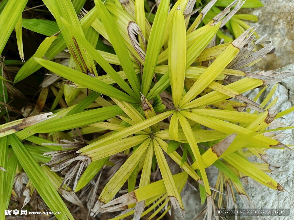 翠绿丛生的叶片植物