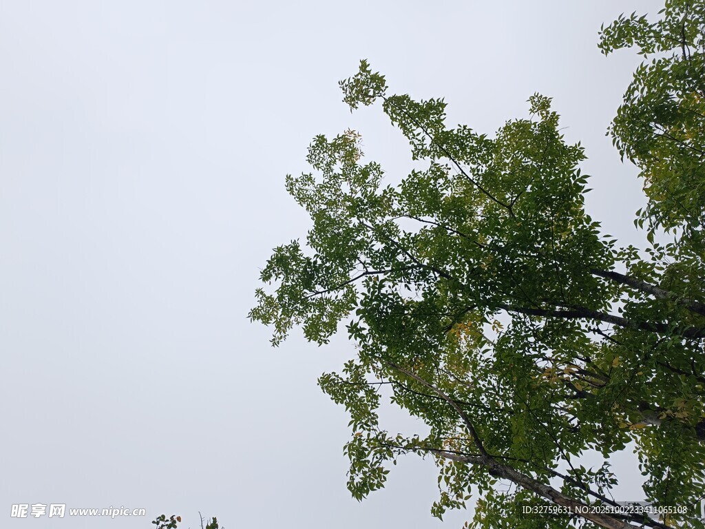 仰视绿树蓝天