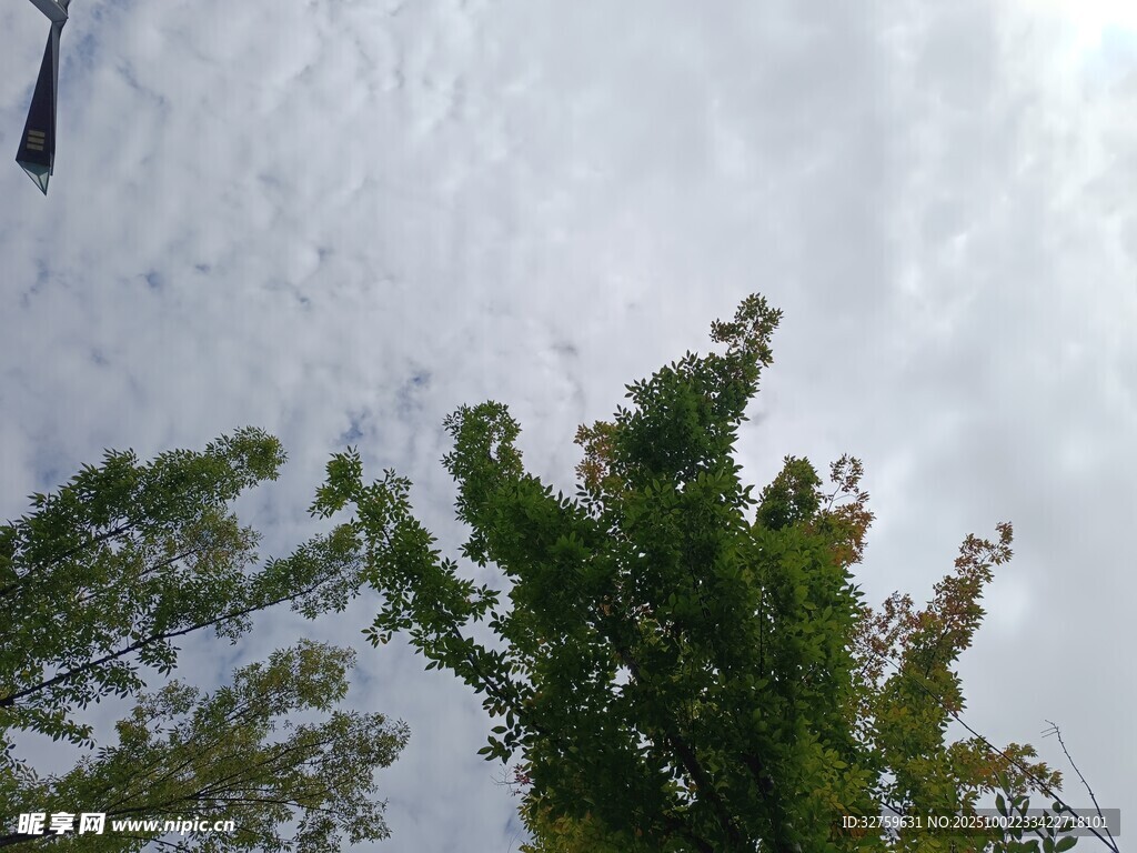 仰视绿树与天空景象