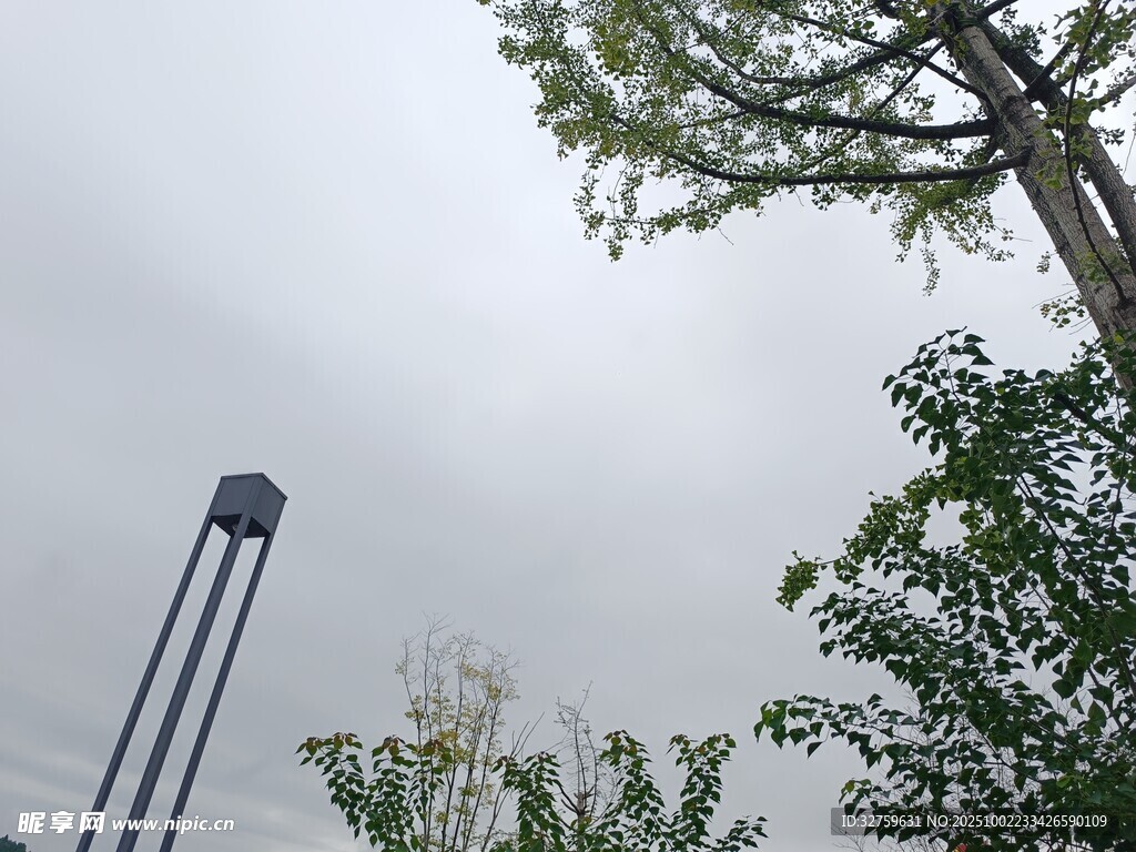 高耸灯柱旁的绿树