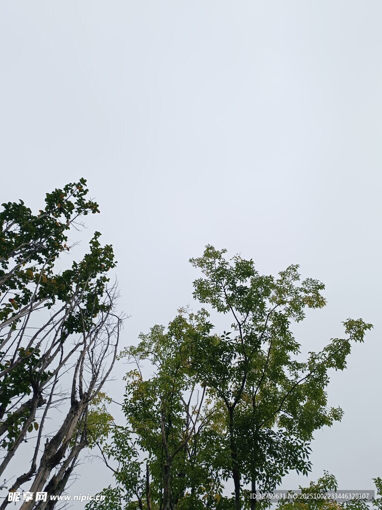 树梢之上的灰白天空