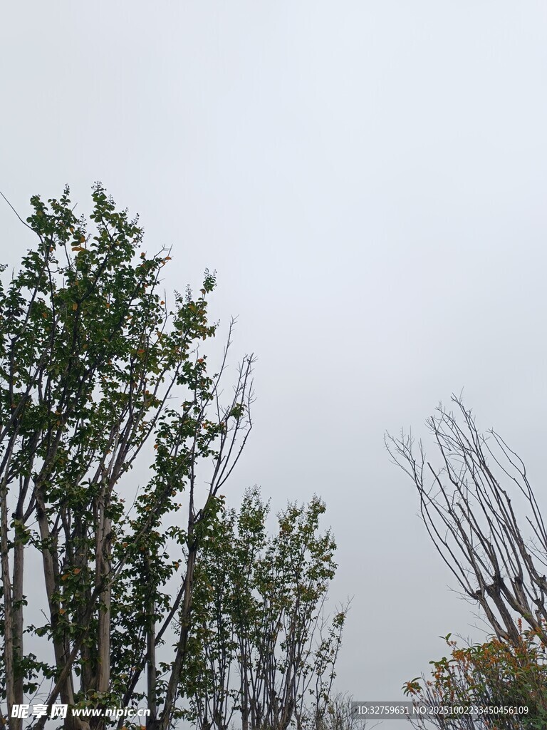 阴天中的树木景观