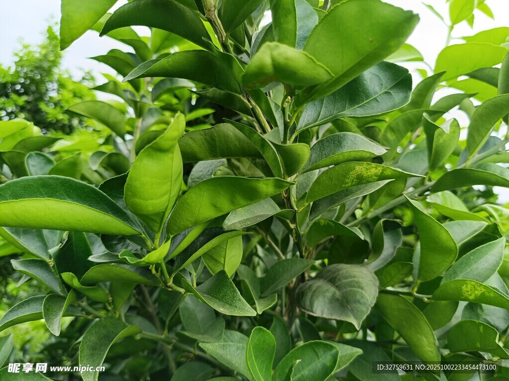翠绿繁茂的柑橘树叶