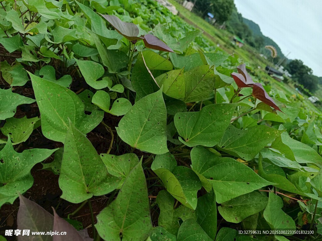 绿叶植物生机盎然