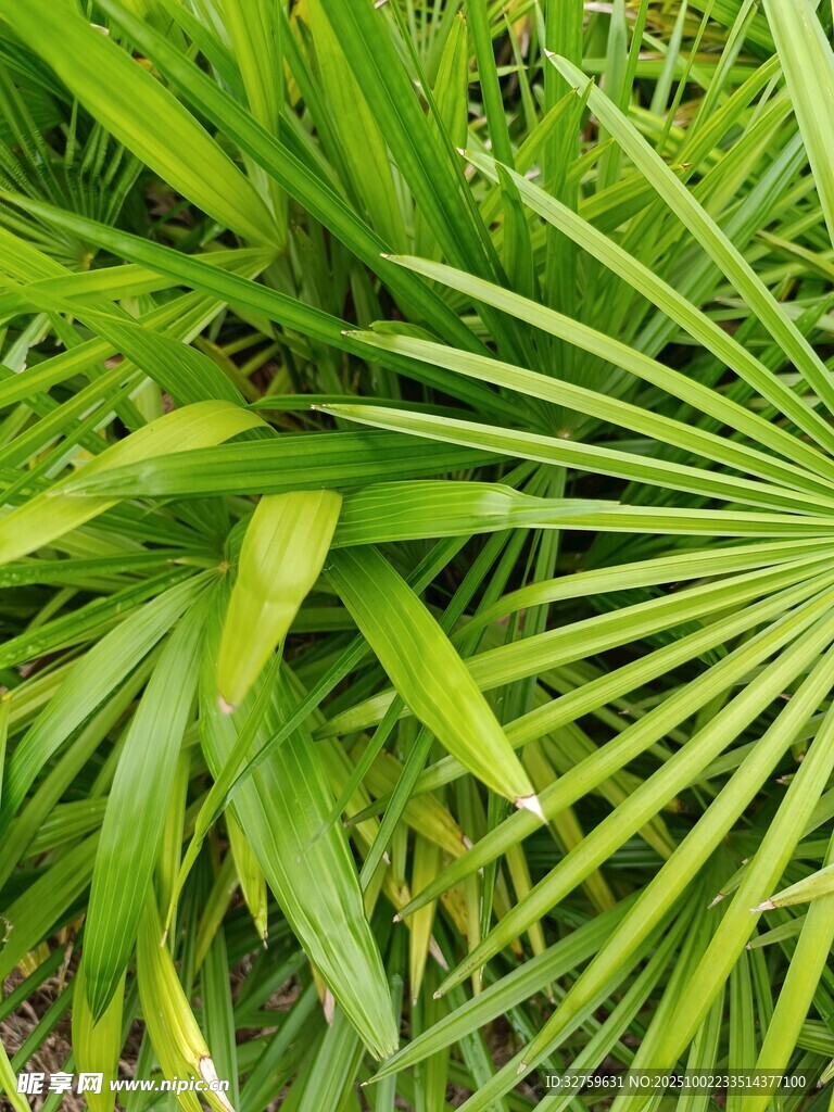 翠绿扇形叶片植物特写