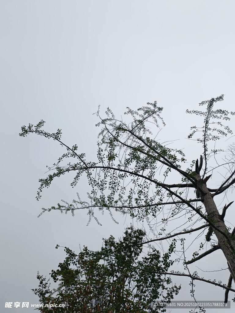 光秃树枝与旁侧绿植