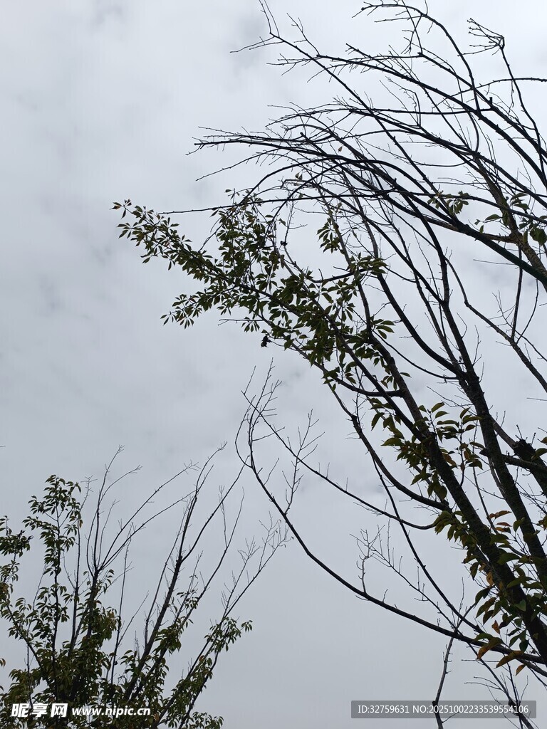 枯枝向天