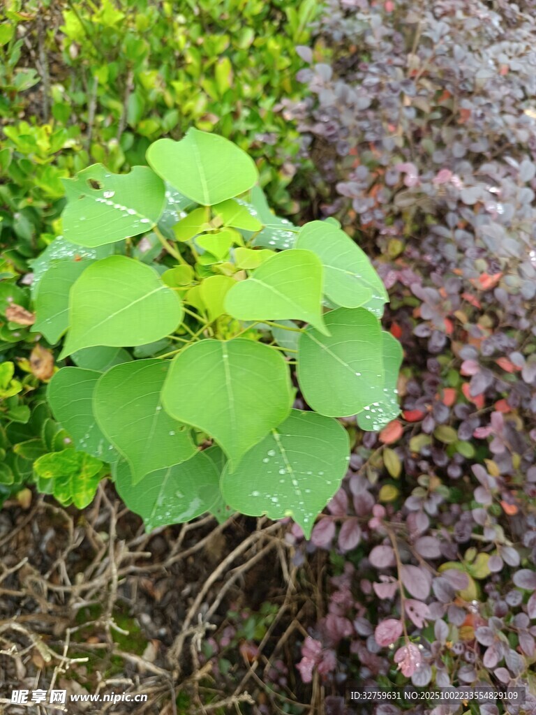绿叶植物与周边植被景观
