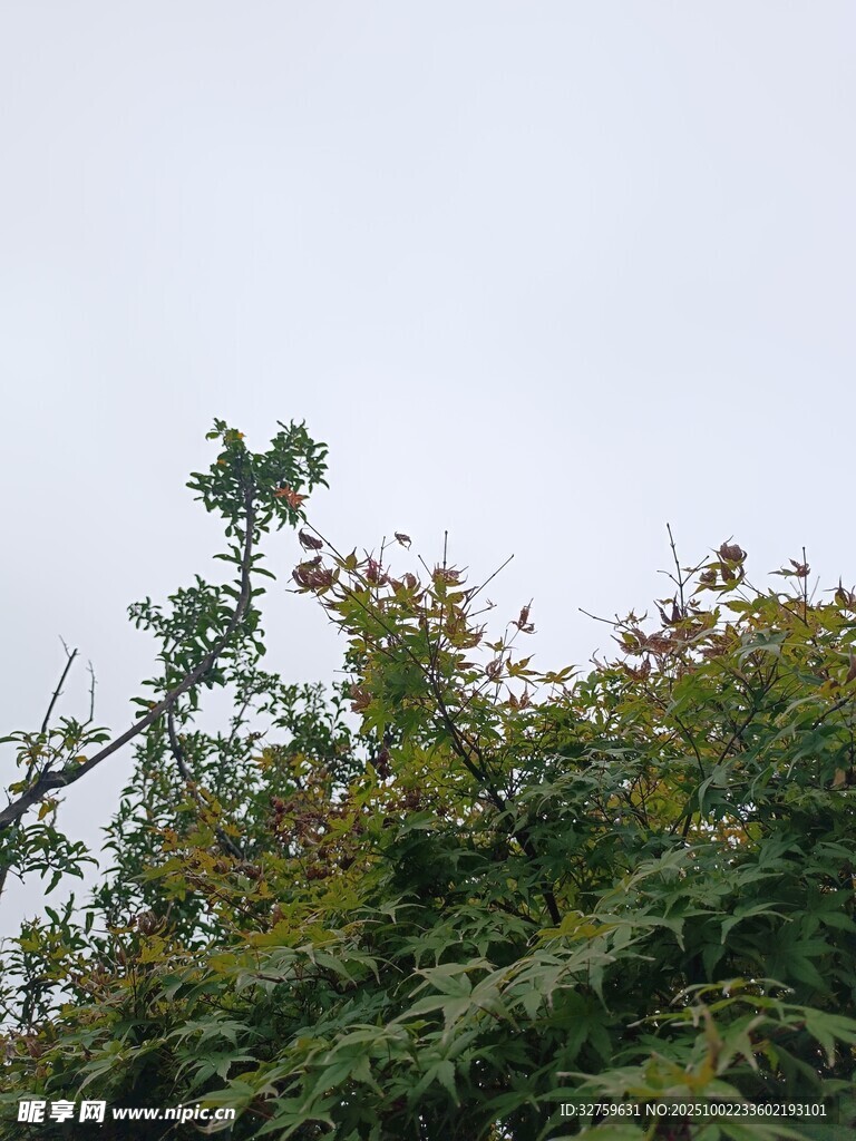 枝头繁花与绿叶