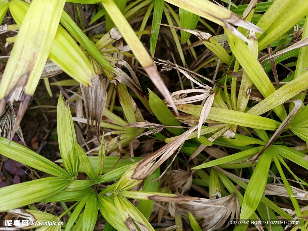 翠绿丛生的草本植物
