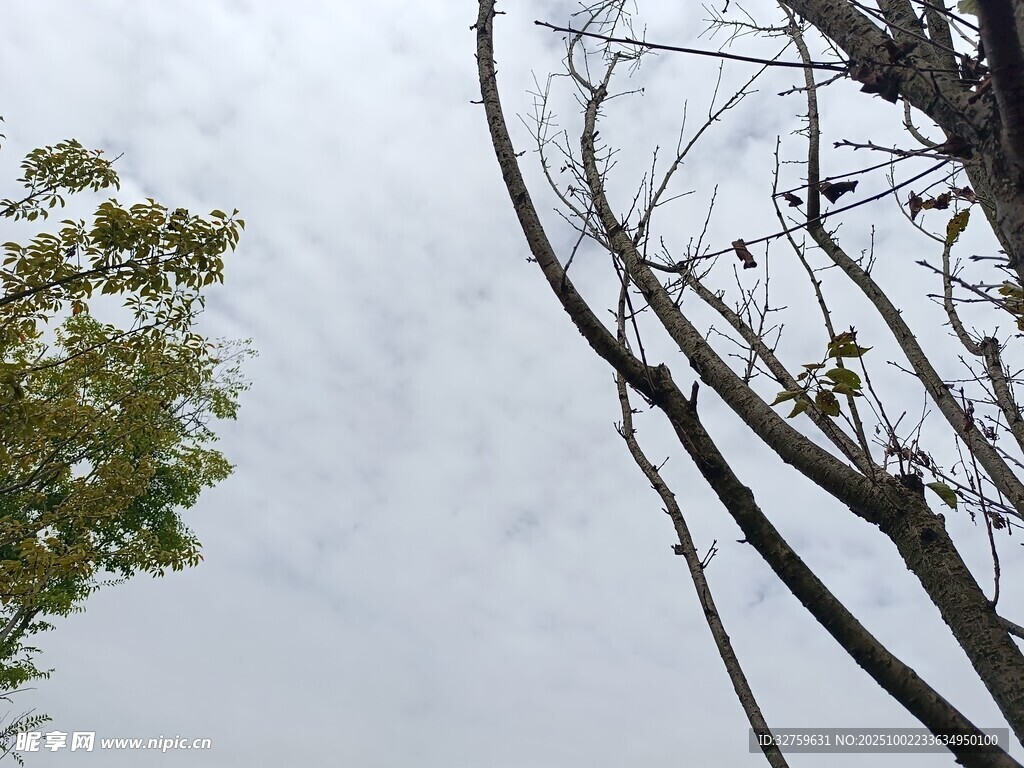 枯树与绿树的天空景象